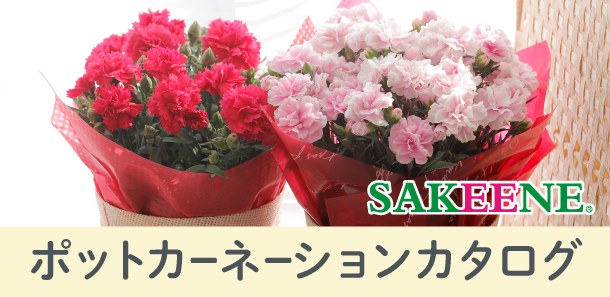ポットカーネーションカタログ