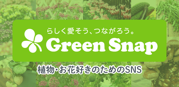 GreenSnapカネコ種苗アカウント