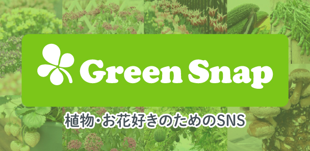 GreenSnapカネコ種苗アカウント